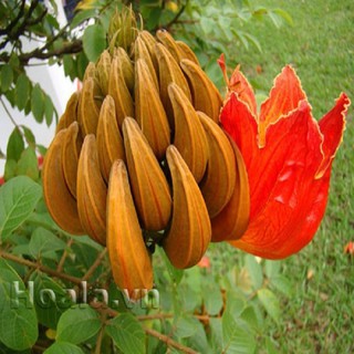 CÂY GIỐNG CÂY PHƯỢNG LỬA ( PHƯỢNG HOÀNG LỬA)