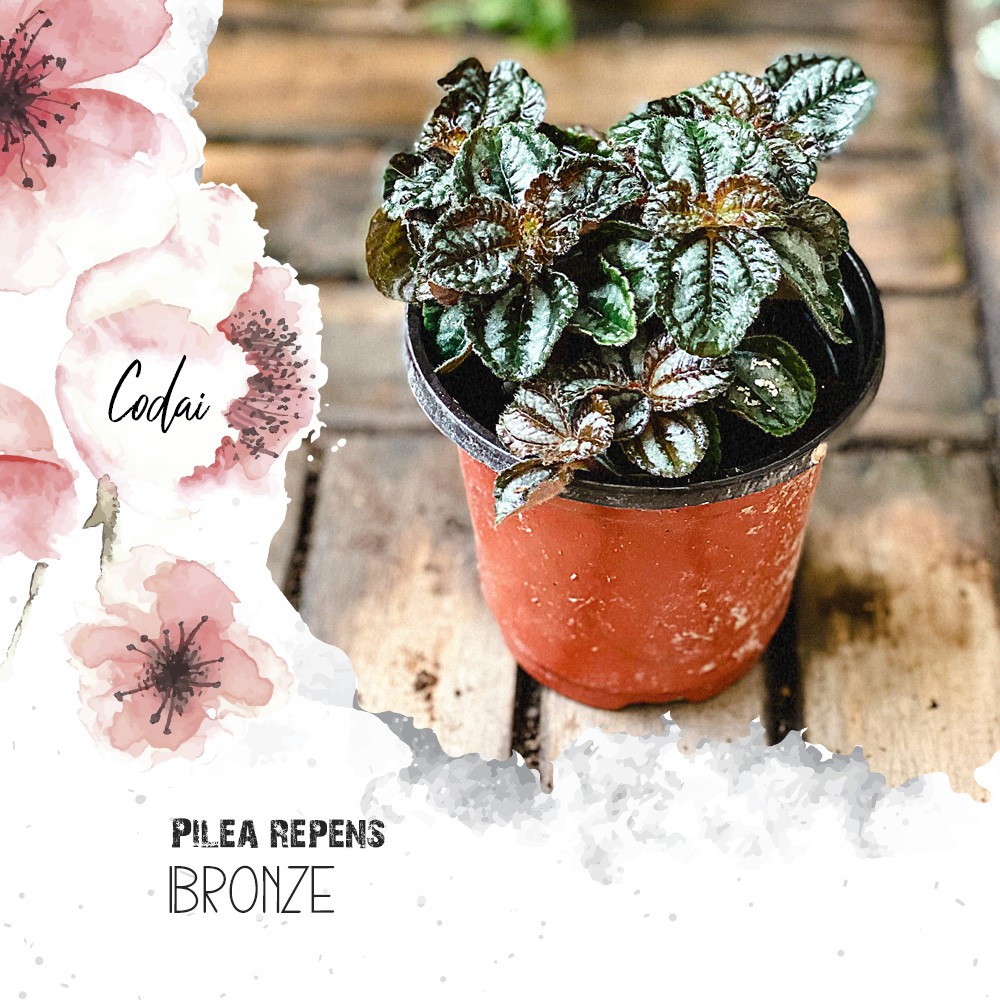 Cây Pilea repens Bronze (Đồng Hổ Nhĩ, Tai Hổ Màu Đồng) chậu nhựa