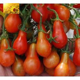 Hạt Giống Cà Chua Qủa Lê Đỏ (30 Hạt)