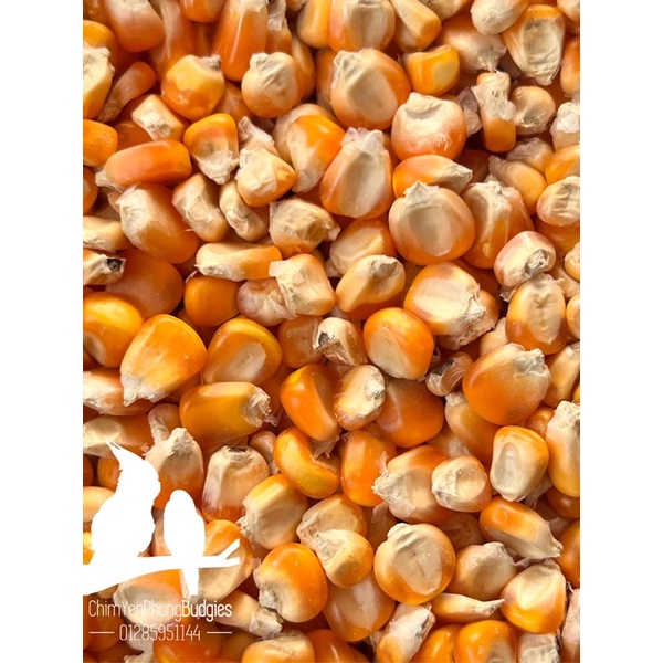 1kg hạt bắp sấy khô (Ngô tẻ) dùng làm thức ăn: Bồ Câu, Hamster, Gia Súc hoặc trộn ngũ cốc.