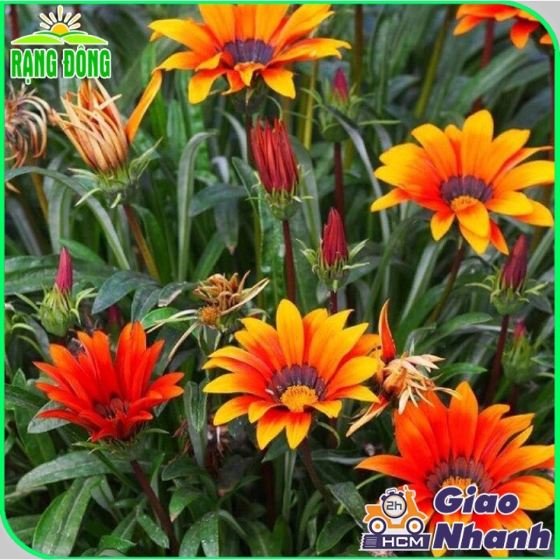 Hạt giống Hoa Cúc Huân Chương nhiều màu, thân cao 20-25cm, có thể trồng chậu hoặc sán vườn - Hạt giống Rạng Đông