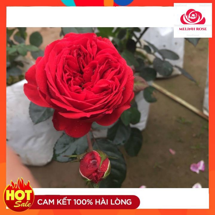 Hoa hồng ngoại Red Apple rose – Sắc đỏ nguyên bản đẹp hoàn mĩ- Vườn Hoa Melinhrose