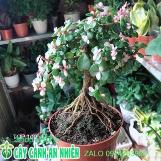 Cành Vàng Lá Ngọc Thân Cổ Thụ