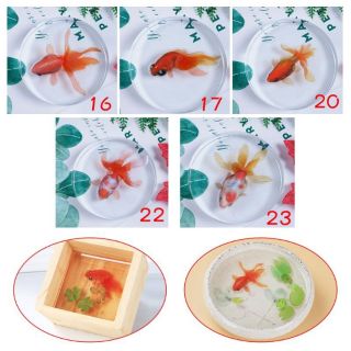 Bộ 5 mẫu decal cá vàng 3D (cá 3 đuôi)
