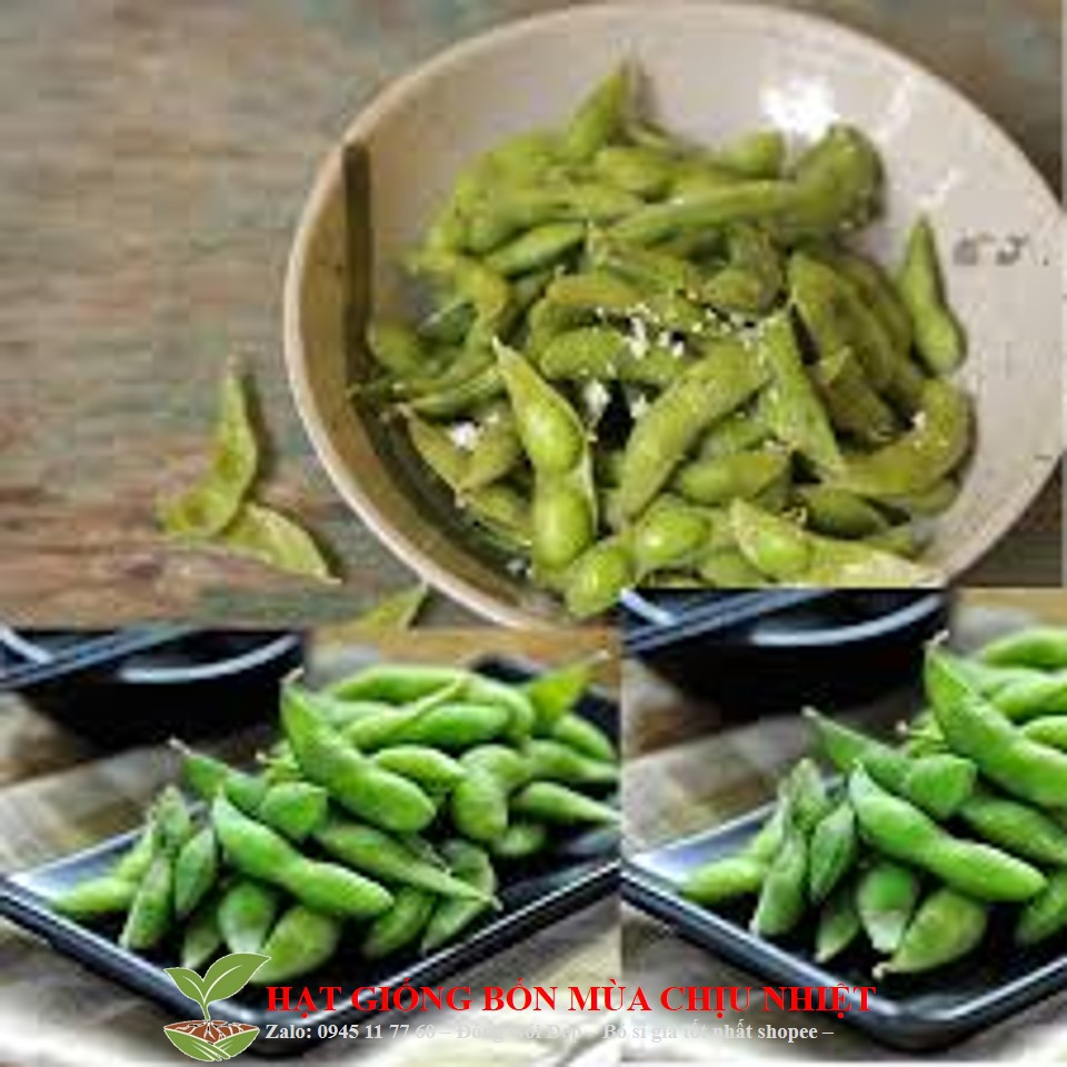 Gói 10 Hạt Giống Đậu Nành Edamame Ngọt Đậu To - BeSweet (Glycine max)