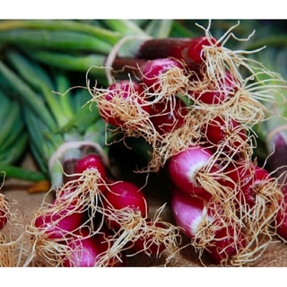 Hạt giống Hành lá gốc tím