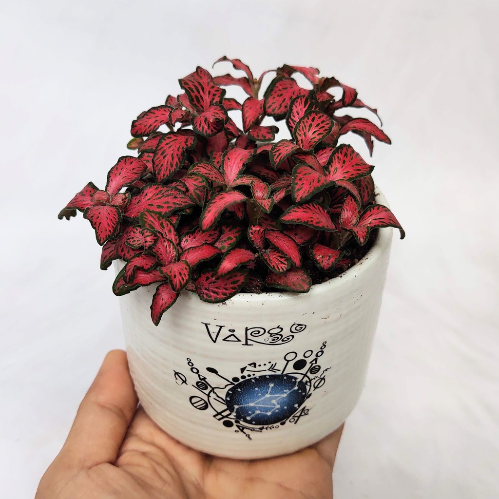 Cb chậu và cây cẩm nhung