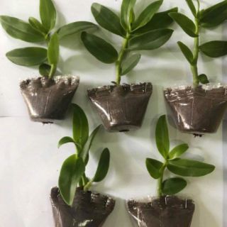5ct mũi hồng cây giống ( combo 2 cốc )