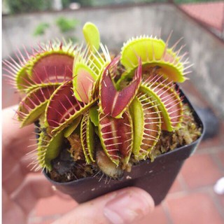 Cây bẫy kẹp , cây bắt ruồi