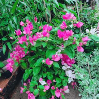 Hoa giấy chỉ 79k/1 chậu