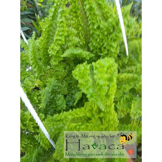 Dương xỉ Dạ Quang nhỏ