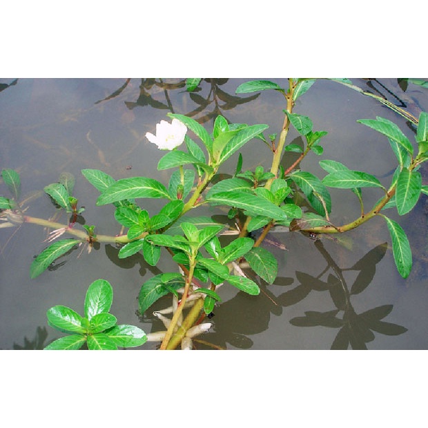 1 kg thân lá Rau Dừa Nước tươi, đóng gói hút ẩm, đảm bảo tươi nguyên