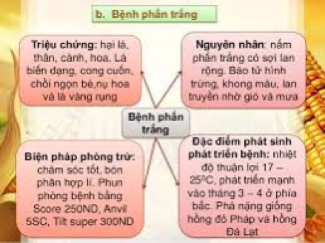 Anvil 5SC - Chuyên trị bệnh phấn trắng, đốm đen, rỉ sắt trên hoa hồng!