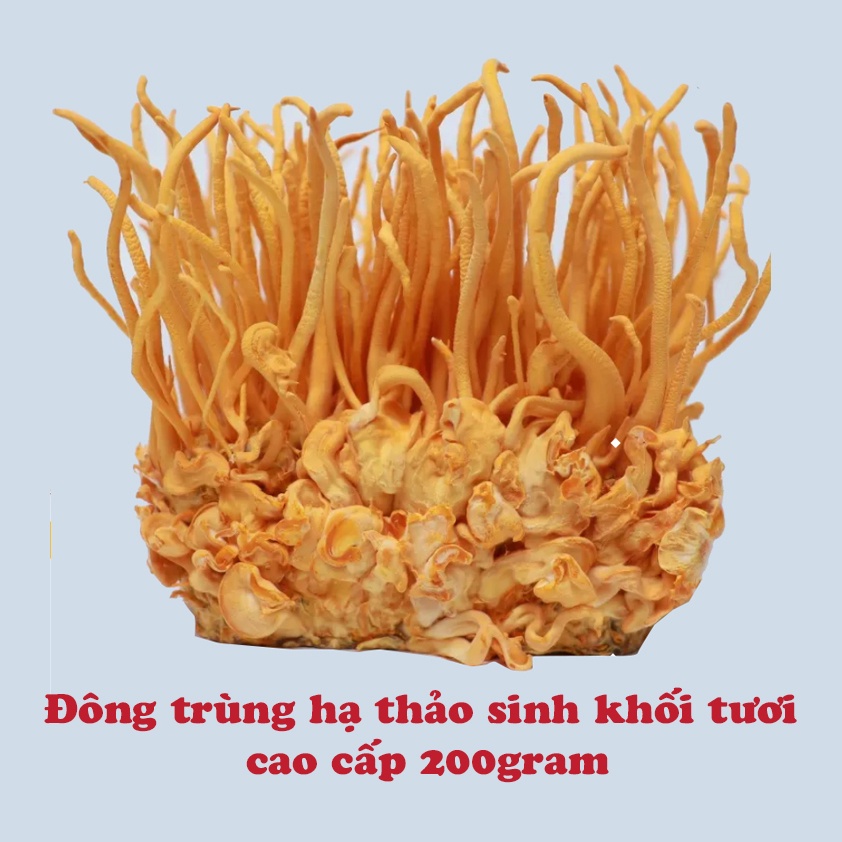 Đông Trùng Hạ Thảo sinh khối tươi 200gram chỉ giao khu vực phía Bắc