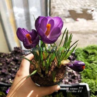 3 củ nghệ tây 3 màu [SHOP UY TÍN]
