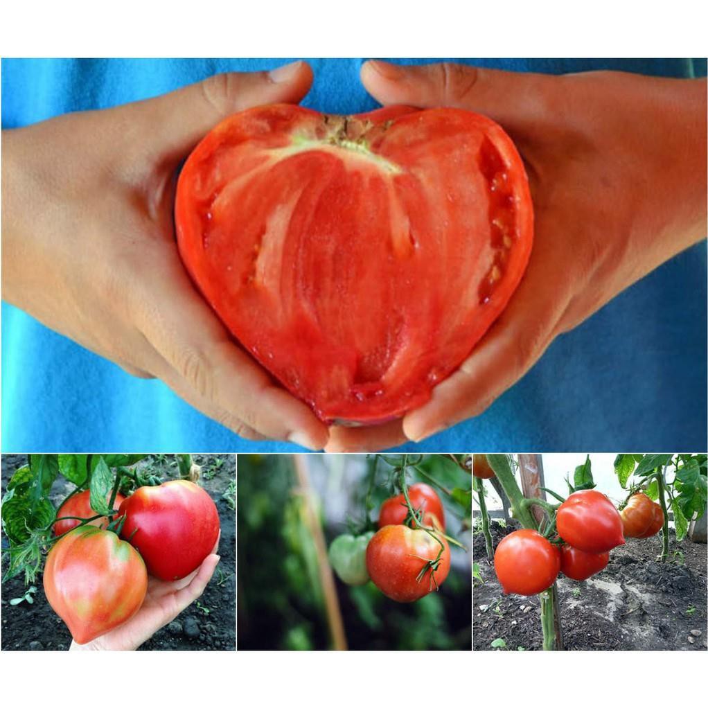 [GIÁ GỐC] Hạt giống Cà chua Trái Tim - 20 hạt
