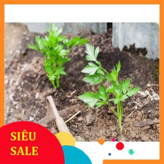 Hạt Giống Rau Cần Tây Chịu Nhiệt (5Gr) - [MUA 3 TẶNG 1 CÙNG LOẠI] - Dễ Trồng, Dinh Dưỡng Cao THU THUY