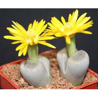 Hạt giống cây thạch lan f1