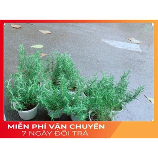 Hương Thảo (cao 40cm,ngang 20cm)
