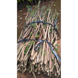 Cành Đinh Lăng Nếp Bắc ( Nhà Trồng )