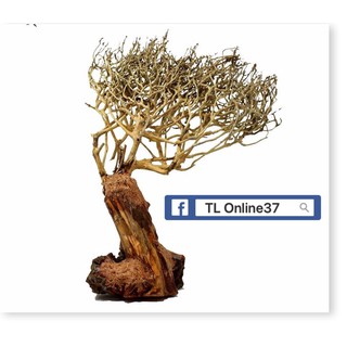 Lũa bonsai đồng giá 89K - [ Xưởng Thủy Sinh TS Online37 ]