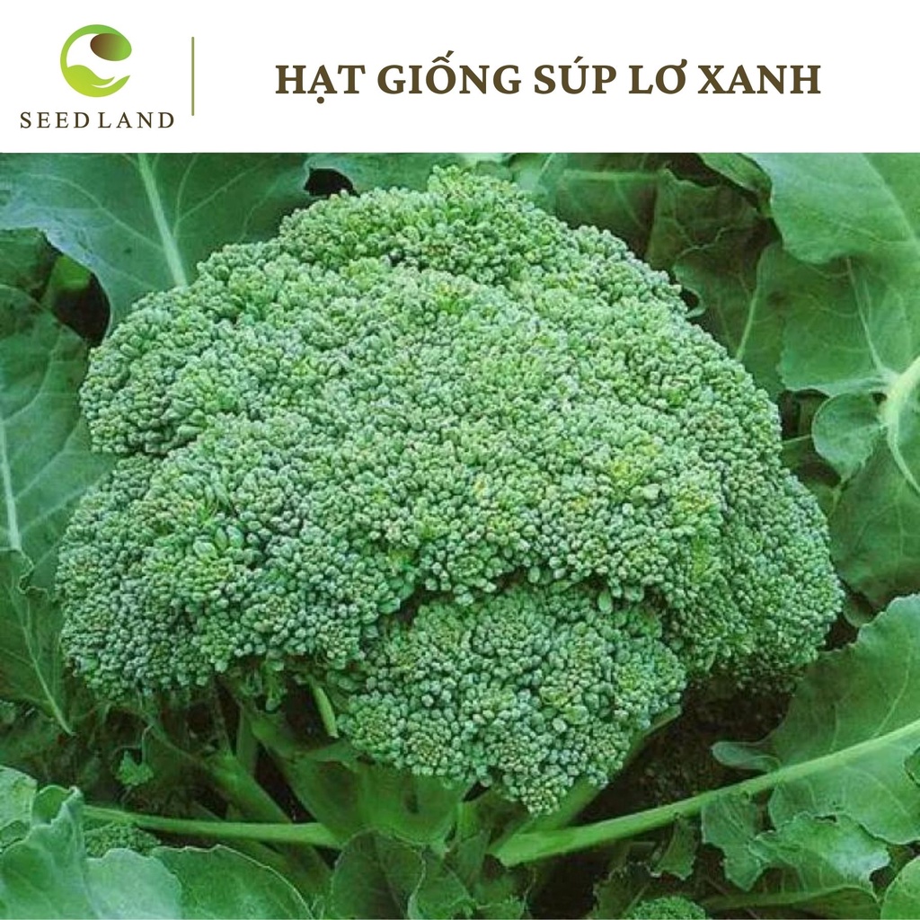 Hạt giống súp lơ xanh - 1gr, chịu nhiệt thân mập Seed Land
