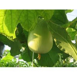 5 Hạt Giống Bầu Tròn