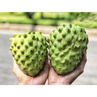 Cây Na Dứa Đài Loan