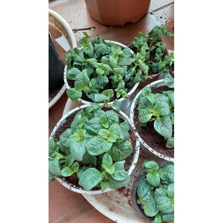 Cây quế vị trồng sẵn trong chậu 🍀🍀TẶNG VÒI TƯỚI🍀🍀 Với đơn hàng thanh toán trước