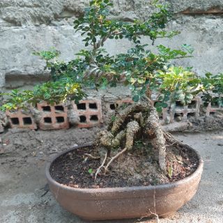 Cần thăng bonsai gốc lớn