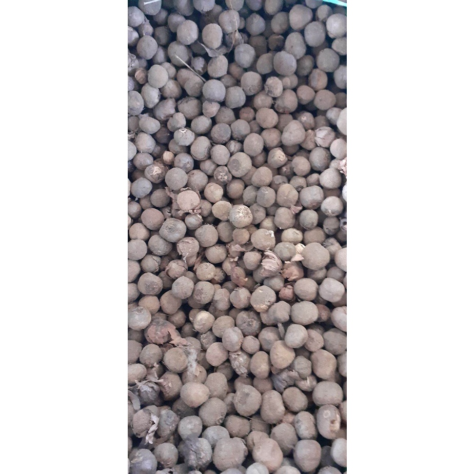 500 gram hạt giống tếch