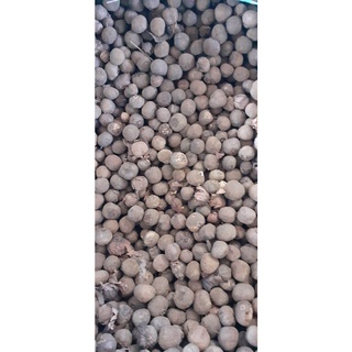500 gram hạt giống tếch (hạt giá tỵ)