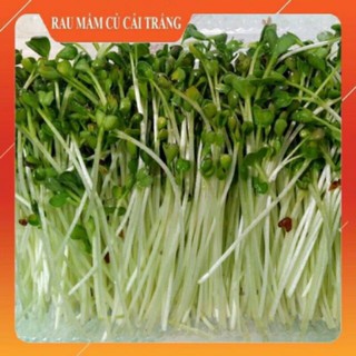 hạt giống rau mầm củ cải trắng 20gr