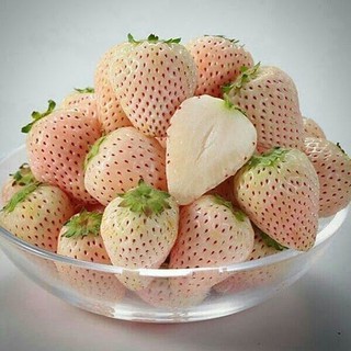 Hạt giống Dâu Tây Trắng (Gói 30 hạt)
