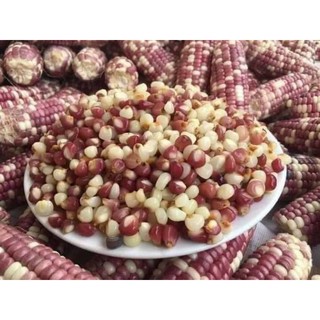 NGÔ BUNG TÚI 1KG tuổi thơ 1 thời để nhớ