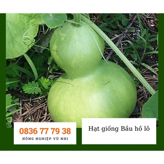 Hạt giống bầu hồ lô F1 - hatgiong24h