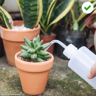 Bình tưới sen đá chuyên dụng