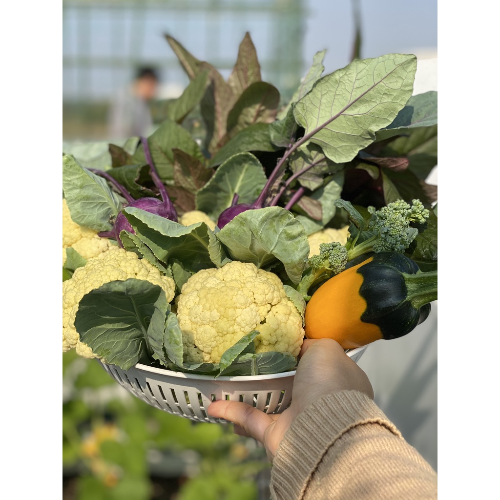 Hạt giống bông cải trắng,hạt bắp cải thảo, hạt bắp cải, hạt củ cải đỏ, hạt củ cải trắng