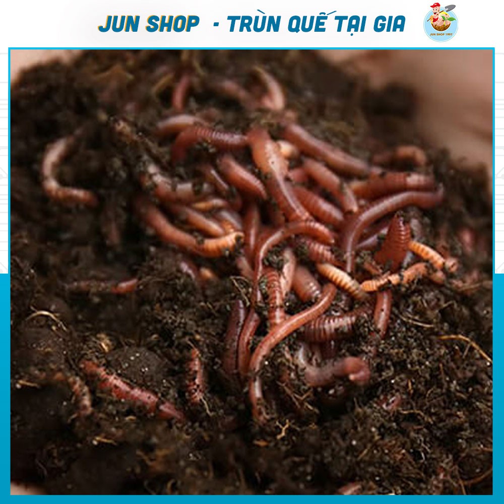 [ Con Giống ] Trùn Quế Vi Sinh Nhân Giống Dễ Dàng Tại Vườn [ 1KG ]