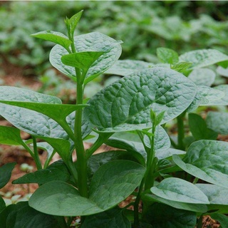 Hạt giống rau mồng tơi (gói 10gr, tặng kèm phân)