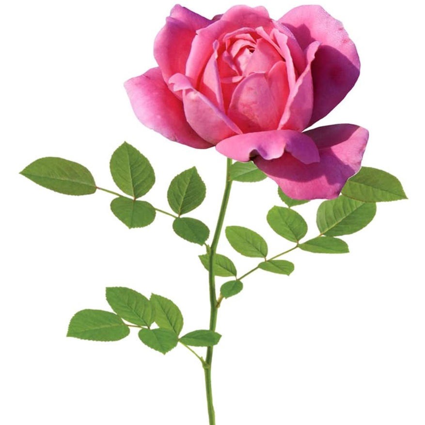 HẠT GIỐNG HOA HỒNG SIÊU NỤ Cây hoàn hảo Double Pink Knock Out Rose Live Plant, 3 Gallon, Bao gồm Hướng dẫn chăm sóc