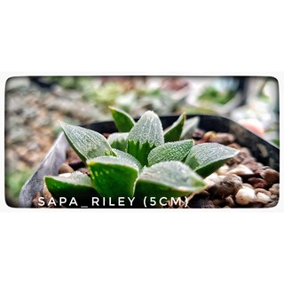 Sen đá kim cương - Haworthia (cây con)