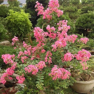 Chậu hoa tường vi hồng