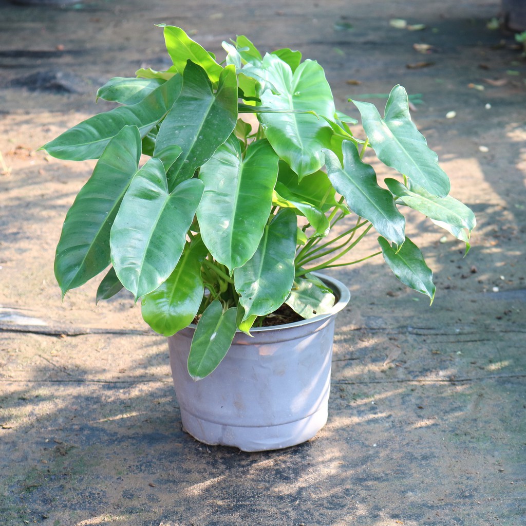 Cây trầu bà tỉ phú Philodendron Burle Marx Green