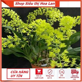 Hoa Lan Vũ nữ Hoàng Hậu