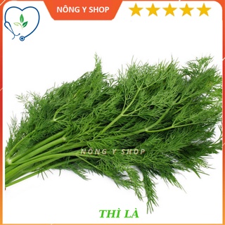 Gói 5g - túi zip 100 hạt - giống thì là rạng đông rado 06