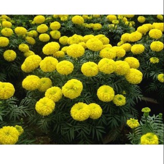 Hạt giống Cúc Vạn Thọ Mỹ (50 hạt)