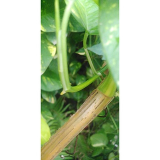 Cây Trầu Bà Đột Biến Monstera Variegata