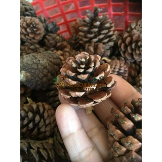 [Có sẵn] 40 quả thông nhỏ cao từ 2 - 5 cm [Handmade từ quả thông khô]