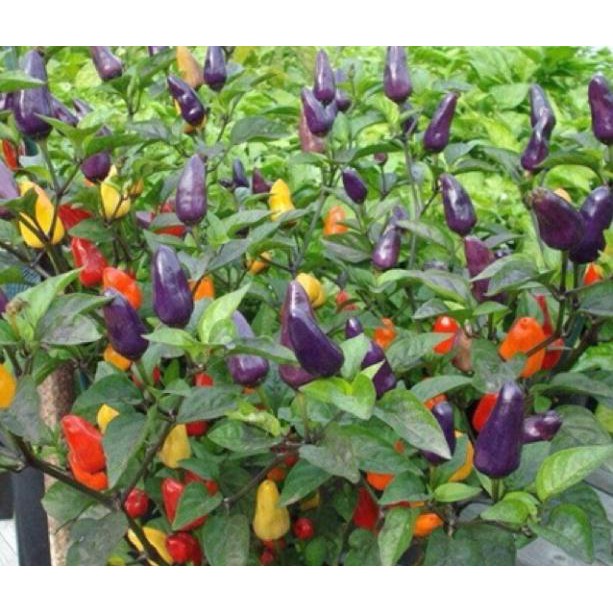 Hạt giống ớt ngũ sắc